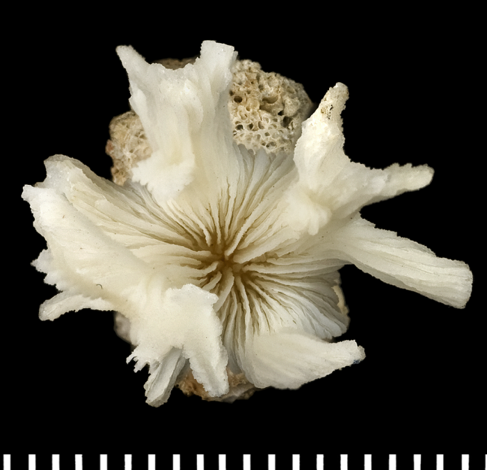 A syntype of of Tridacophyllia cervicornis Moseley, 1881 A syntype of of Tridacophyllia cervicornis Moseley, 1881