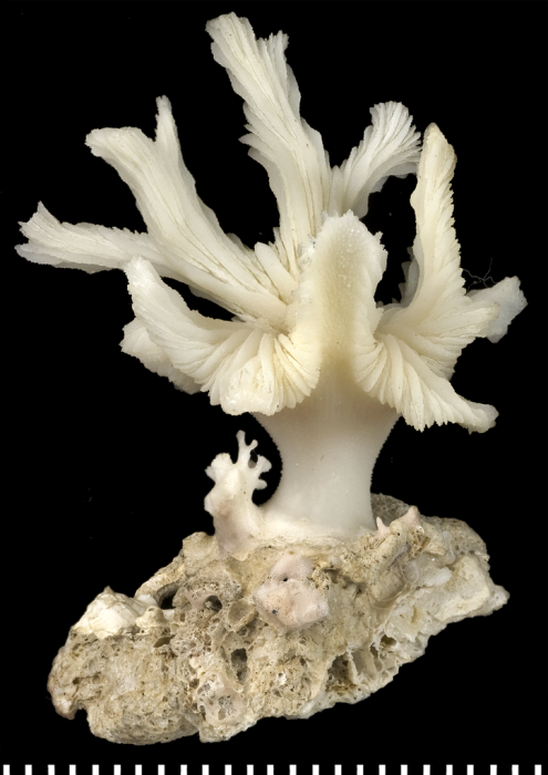 A syntype of of Tridacophyllia cervicornis Moseley, 1881 A syntype of of Tridacophyllia cervicornis Moseley, 1881