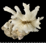 A syntype of of Tridacophyllia cervicornis Moseley, 1881