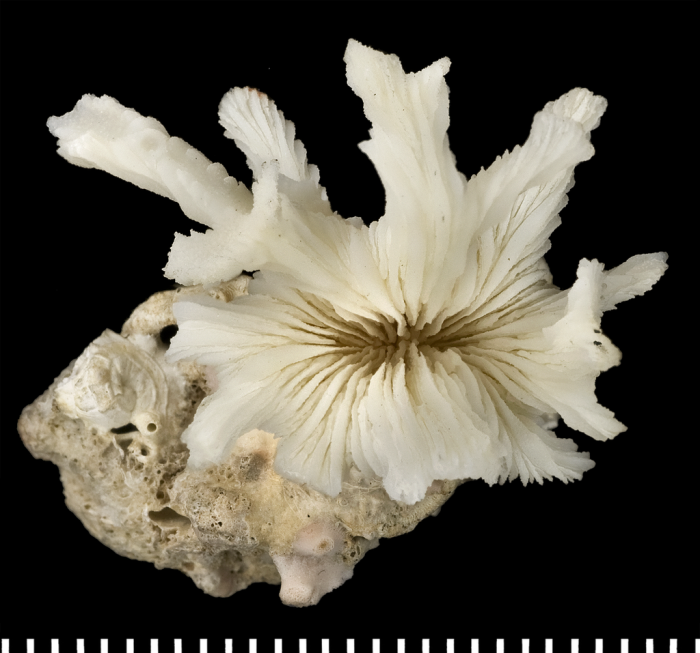 A syntype of of Tridacophyllia cervicornis Moseley, 1881 A syntype of of Tridacophyllia cervicornis Moseley, 1881