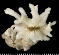 Anthozoa