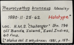 Label for holotype of Pleurocyathus brunneus Moseley, 1881