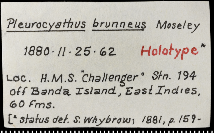 Label for holotype of Pleurocyathus brunneus Moseley, 1881 Label for holotype of Pleurocyathus brunneus Moseley, 1881