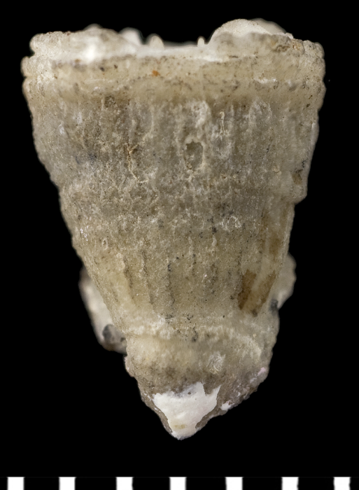 Holotype of Pleurocyathus brunneus Moseley, 1881 Holotype of Pleurocyathus brunneus Moseley, 1881