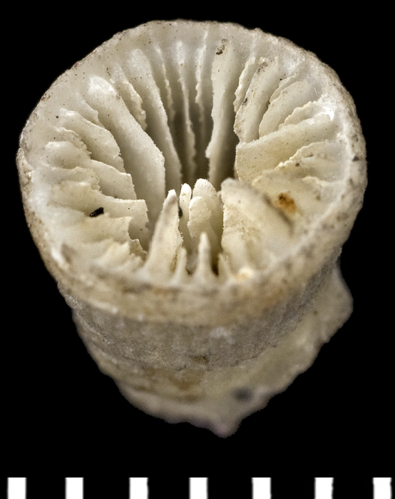 Holotype of Pleurocyathus brunneus Moseley, 1881 Holotype of Pleurocyathus brunneus Moseley, 1881