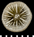 Anthozoa