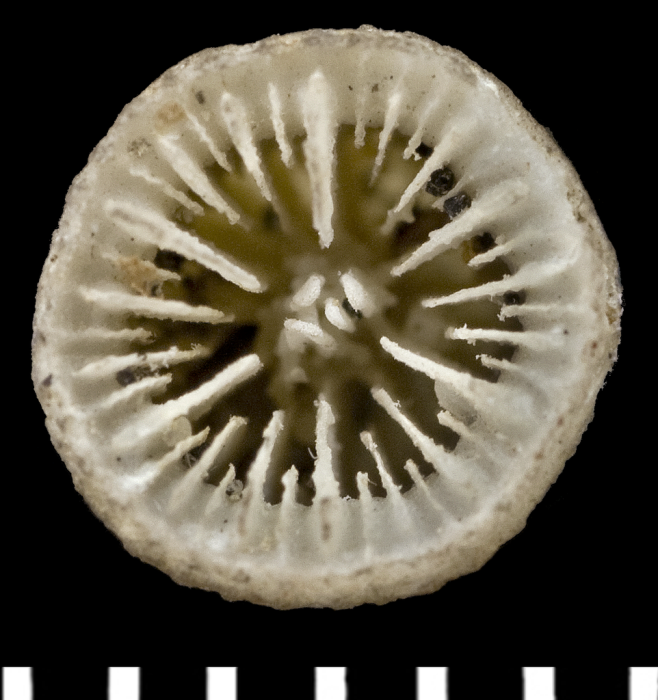 Holotype of Pleurocyathus brunneus Moseley, 1881 Holotype of Pleurocyathus brunneus Moseley, 1881