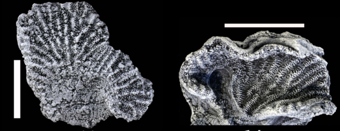 Lamellar colonies in upper view