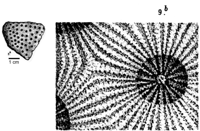 Original Figure of Diplocoeniastraea italica by d'Achiardi 1880