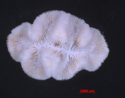 Manicina areolata from the Atlantic coast of Panama
