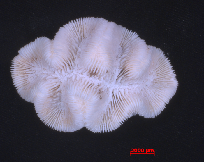 Manicina areolata from the Atlantic coast of Panama Manicina areolata from the Atlantic coast of Panama