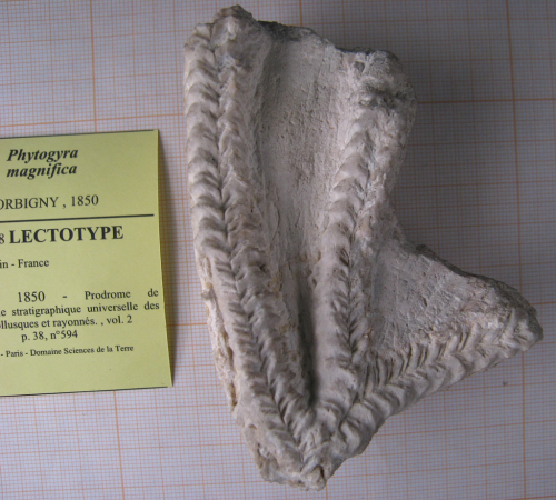 A specimen of Phytogyra