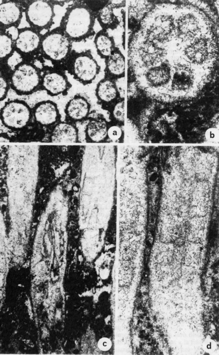 Archeoanthophyllum paradiseopsis sections