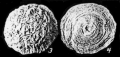 Sinaiastraea labyrinthica (Hoppe, 1922) a syntype