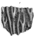 original figure of a syntype of Aplophyllia orbignyi