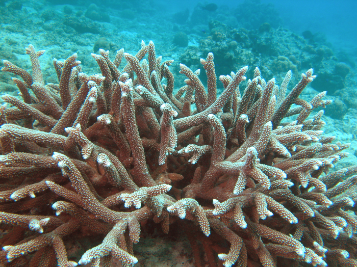 Living colony of type species Acropora muricata. Seychelles Living colony of type species Acropora muricata. Seychelles