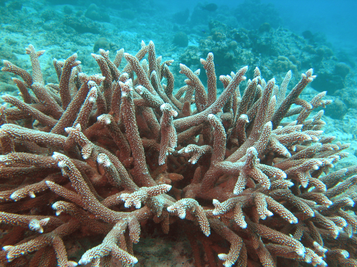 Living colony of type species Acropora muricata. Seychelles