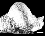 Isopora palifera Lamarck, 1816 holotype