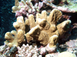 Isopora palifera living on Osprey Reef, Coral Sea.