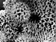 Montipora verrucosa SEM of corallites and coenosteal papilla
