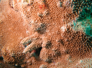 Montipora verrucusa on the Great Barrier Reef, Australia