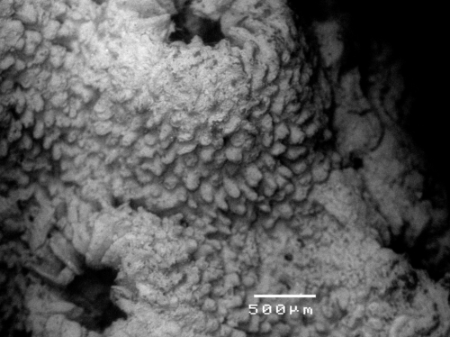 Dendracis gervillei SEM of corallites and coenosteum
