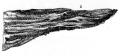 Stiboria suprajurensis, original figure 1a