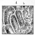 Anthozoa