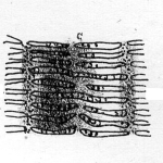 Stiboria suprajurensis original fig. 1c