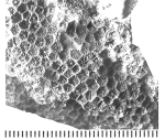 Actinastrea guadelupae (Roemer, 1852), holotype