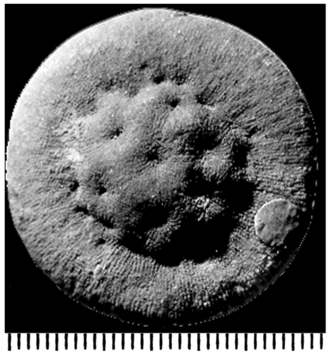 Aspidastraea orientalis Kuehn, 1933, holotype Aspidastraea orientalis Kuehn, 1933, holotype