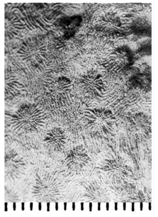 Astraeofungia decipiens (Michelin, 1841), holotype Astraeofungia decipiens (Michelin, 1841), holotype