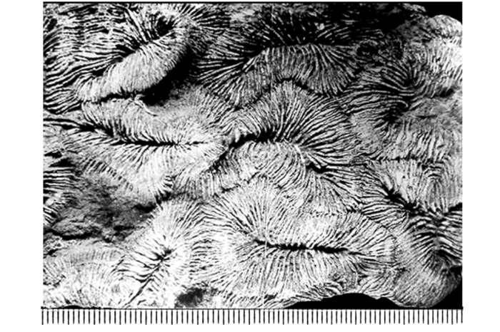 Astrogyra edwardsi (Reuss, 1854) Astrogyra edwardsi (Reuss, 1854)