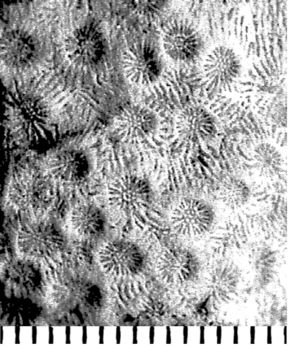 Columastrea striata (Goldfuss, 1826), syntype Columastrea striata (Goldfuss, 1826), syntype