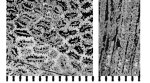 Columellogyra lomensis Turnsek, 1976, holotype, photographs courtesy Dr. Turnsek