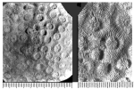 Columnocoenia lamberti Alloiteau, 1957, holotype