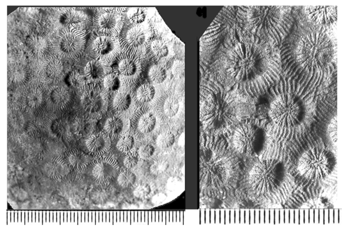 Columnocoenia lamberti Alloiteau, 1957, holotype