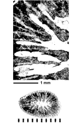 Conicosmilotrochus stranicensis Turnsek, 1978, holotype, photographs courtesy Dr. Turnsek