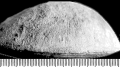 Cunnolites barrerei Alloiteau, 1957, holotype