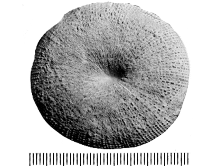 Cunnolites haueri (Michelin, 1846), syntype Cunnolites haueri (Michelin, 1846), syntype