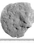 Dimorphastrea subturonensis Alloiteau, 1958, holotype