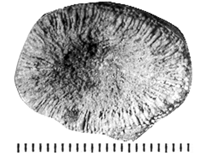 Gyroseris patellaris Reuss, 1854, topotype, Felix collection Gyroseris patellaris Reuss, 1854, topotype, Felix collection