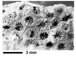 Haldonia vicaryi Duncan, 1879, holotype