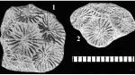 Hindeastraea discoidea White, 1888, holotype (left) and paratype