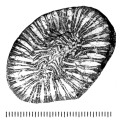 Anthozoa