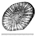 Kobyphyllia acrisionae (Felix, 1903), holotype
