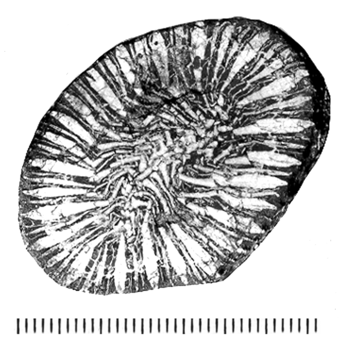 Kobyphyllia acrisionae (Felix, 1903), holotype Kobyphyllia acrisionae (Felix, 1903), holotype