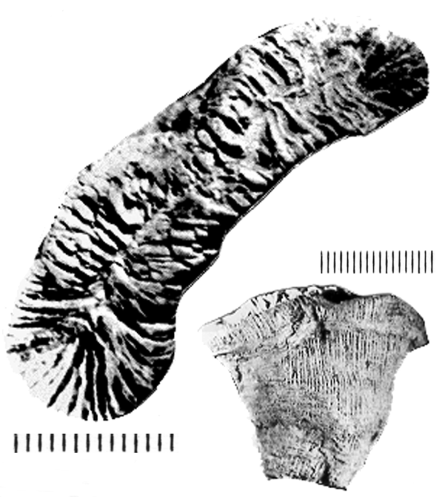 Latiphyllia deformis (Reuss, 1854), topotype, Felix collection