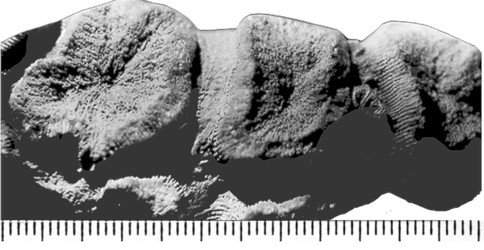 Loboseris abbreviata (Reuss, 1854), holotype