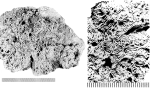 Meandrastrea pseudomeandrina (Michelin, 1841), syntype